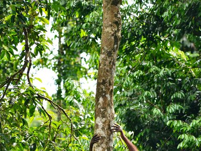 Wild orang utan, Sukau (5)